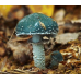 Мицелий Строфарии сине-зеленой / Псилоцибе аеругиноса (Stropharia aeruginosa)